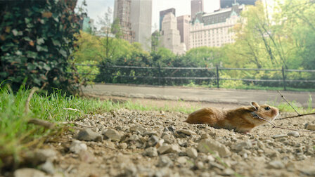 Watch New York. Episode 2 of Season 1.